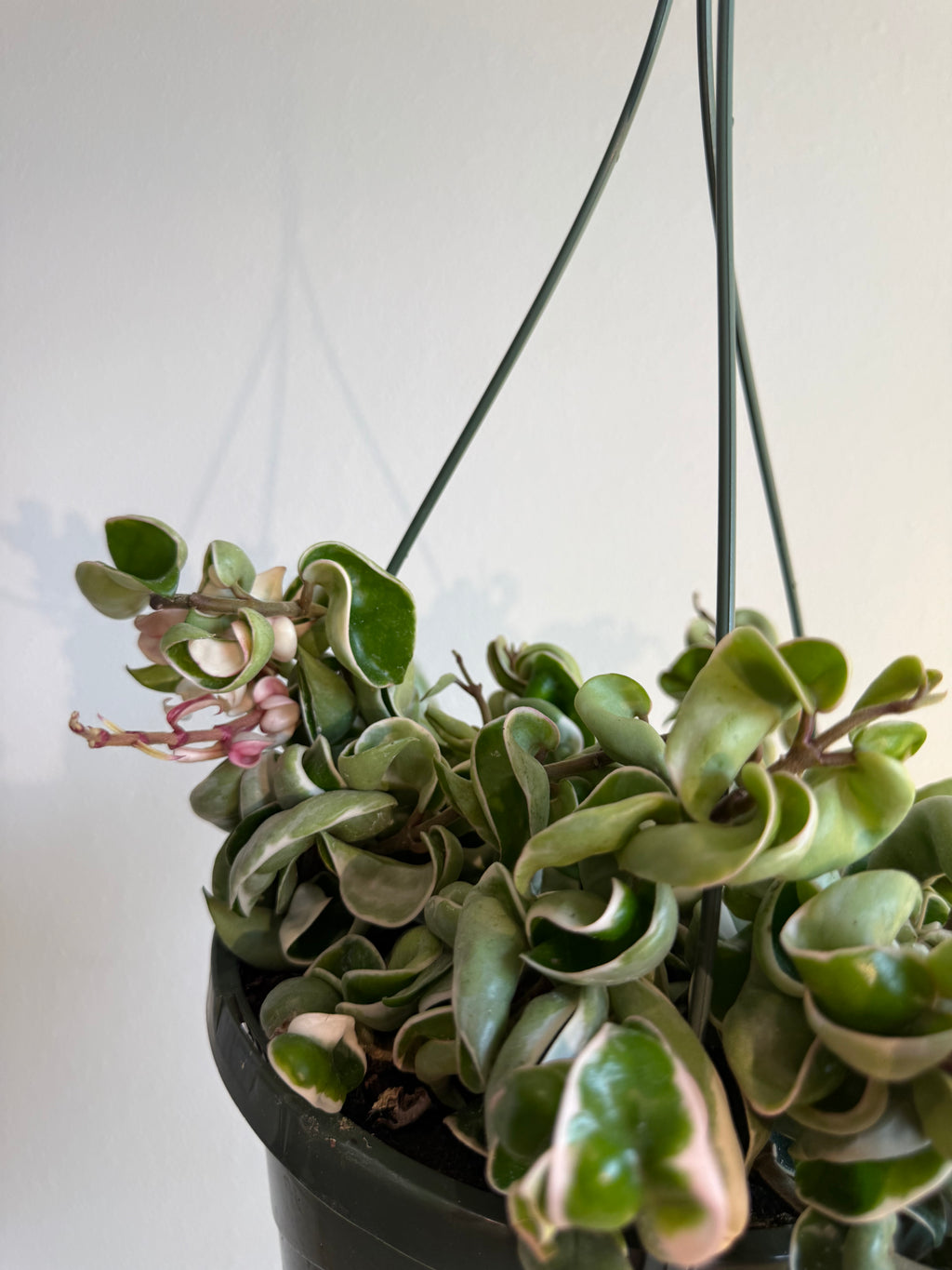 Hoya Compacta Var 8” HB