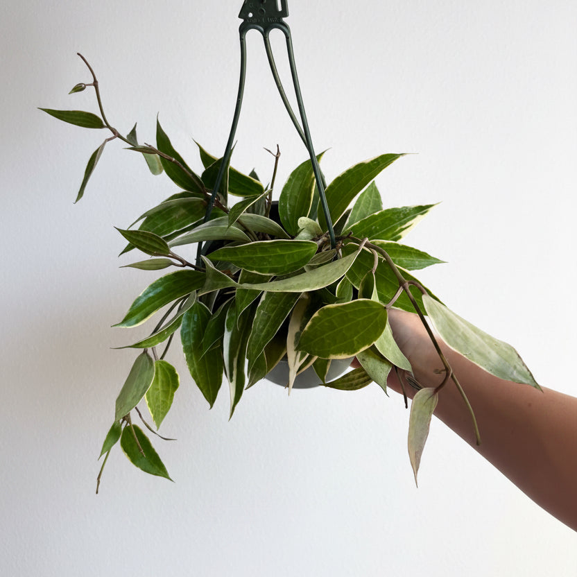 Hoya Machrophylla Var 8” HB