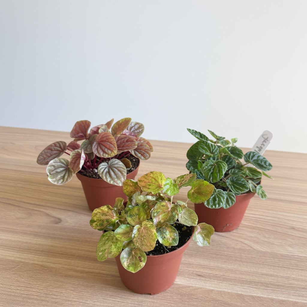 Peperomia Collection 4” pot - 3 Plants Bundle