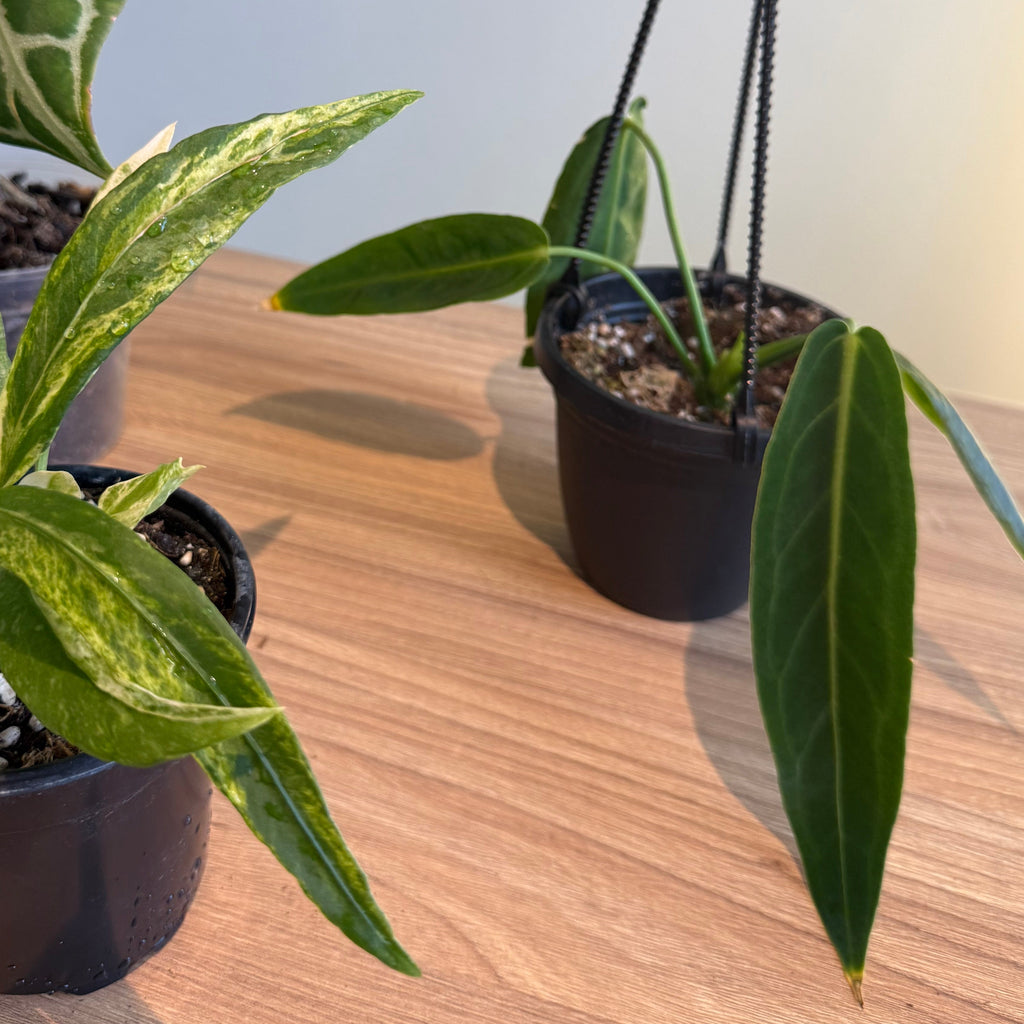 Anthurium Collectors Bundle