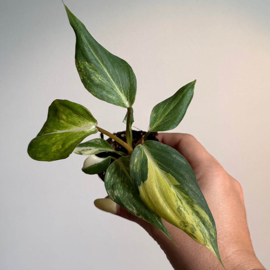 Philodendron Gloriosum Var 3”