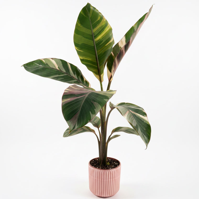 Musa Nono Pink Variegated 6 inch pot