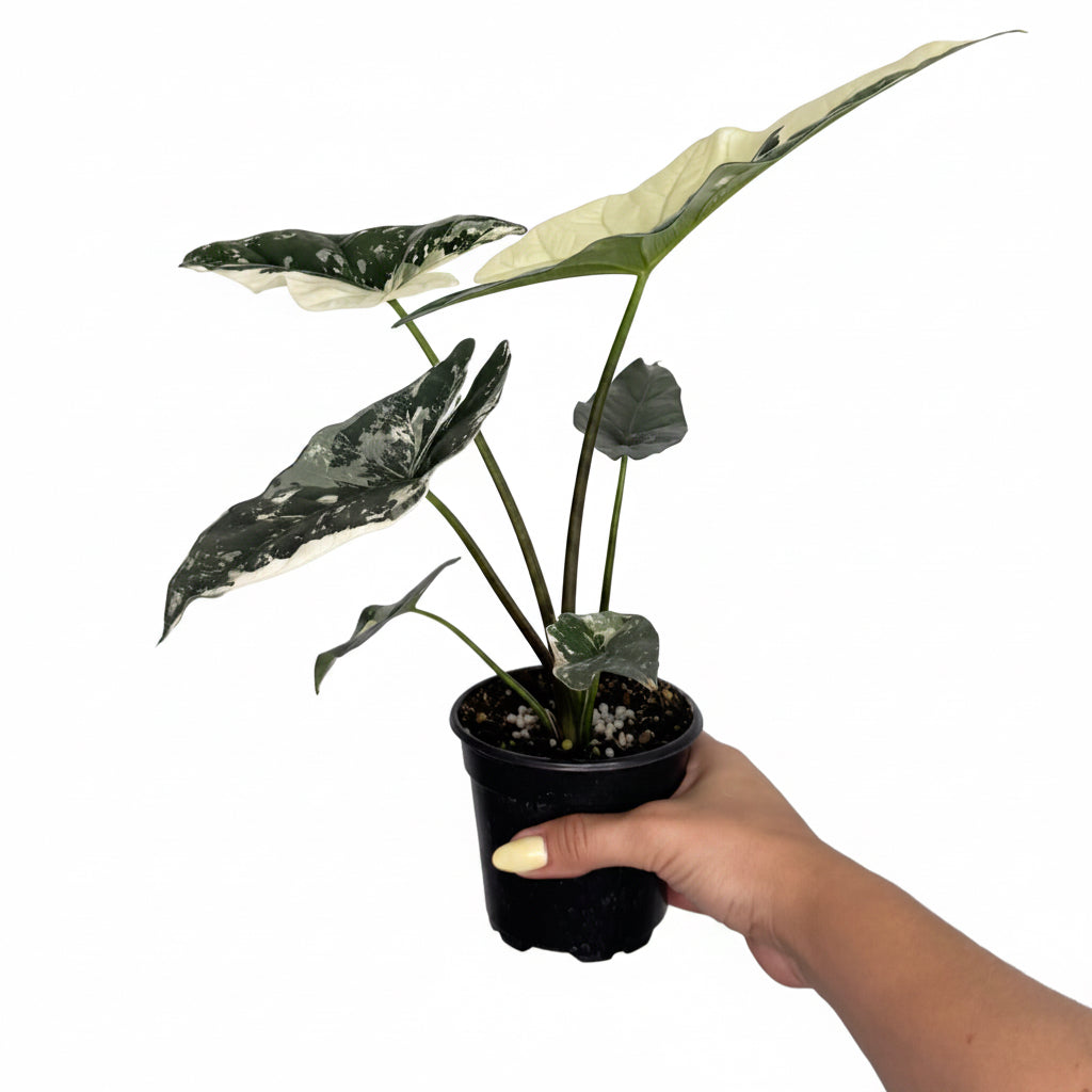 Alocasia Simpo Albo 4”