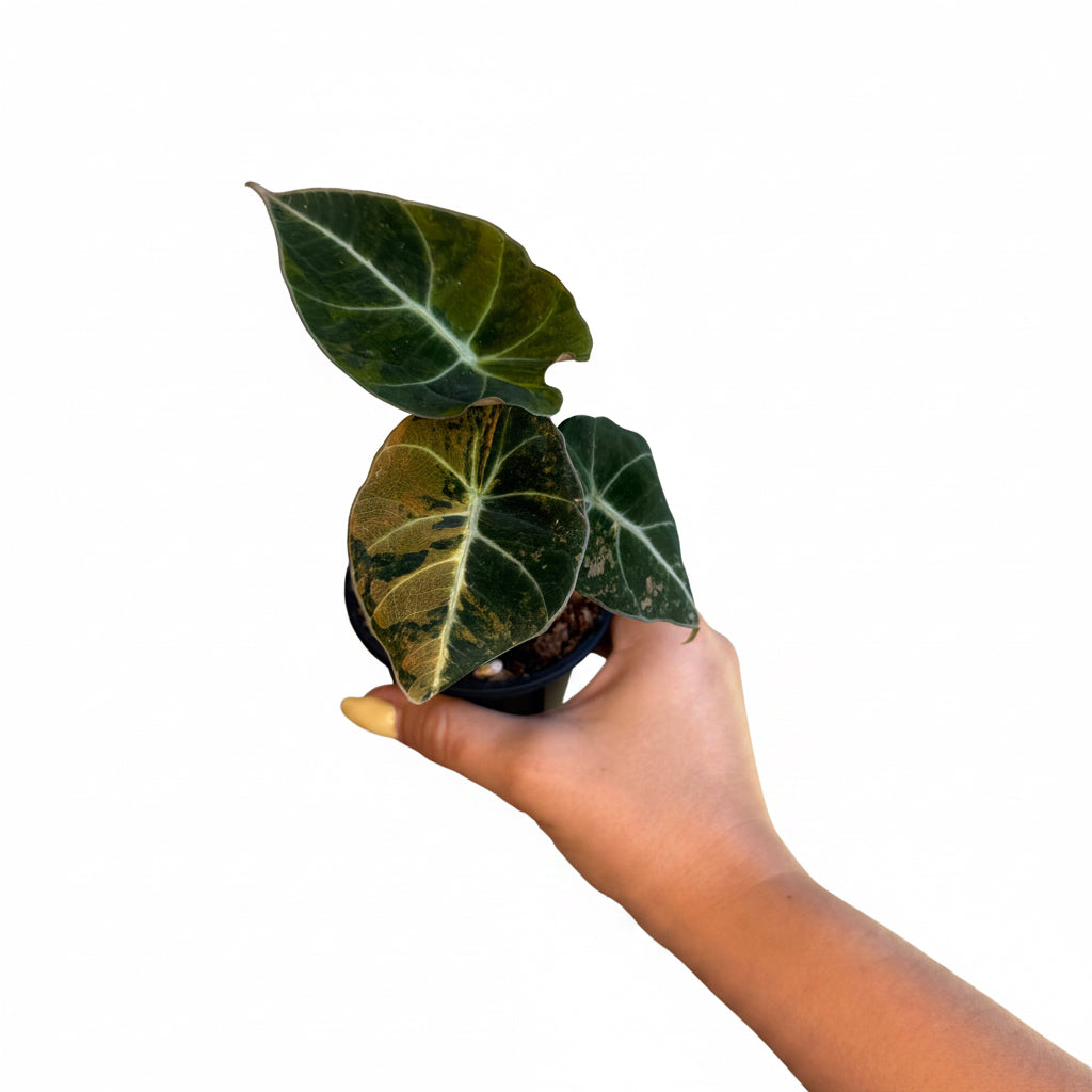 Alocasia black velvet Gold 3”