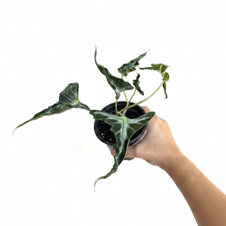 Alocasia Dark & Uncommon - 3 Plants Bundle