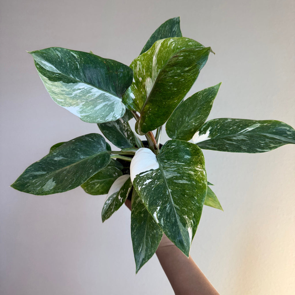 Philodendron White Princess Galaxy 4”