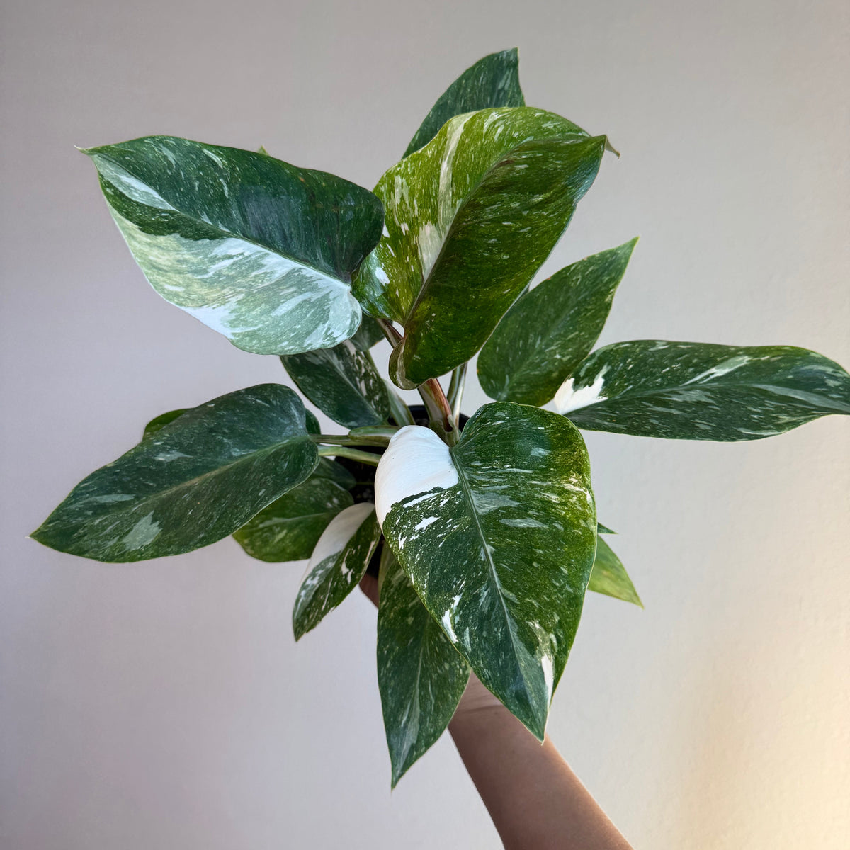 Philodendron White Princess Galaxy 4”