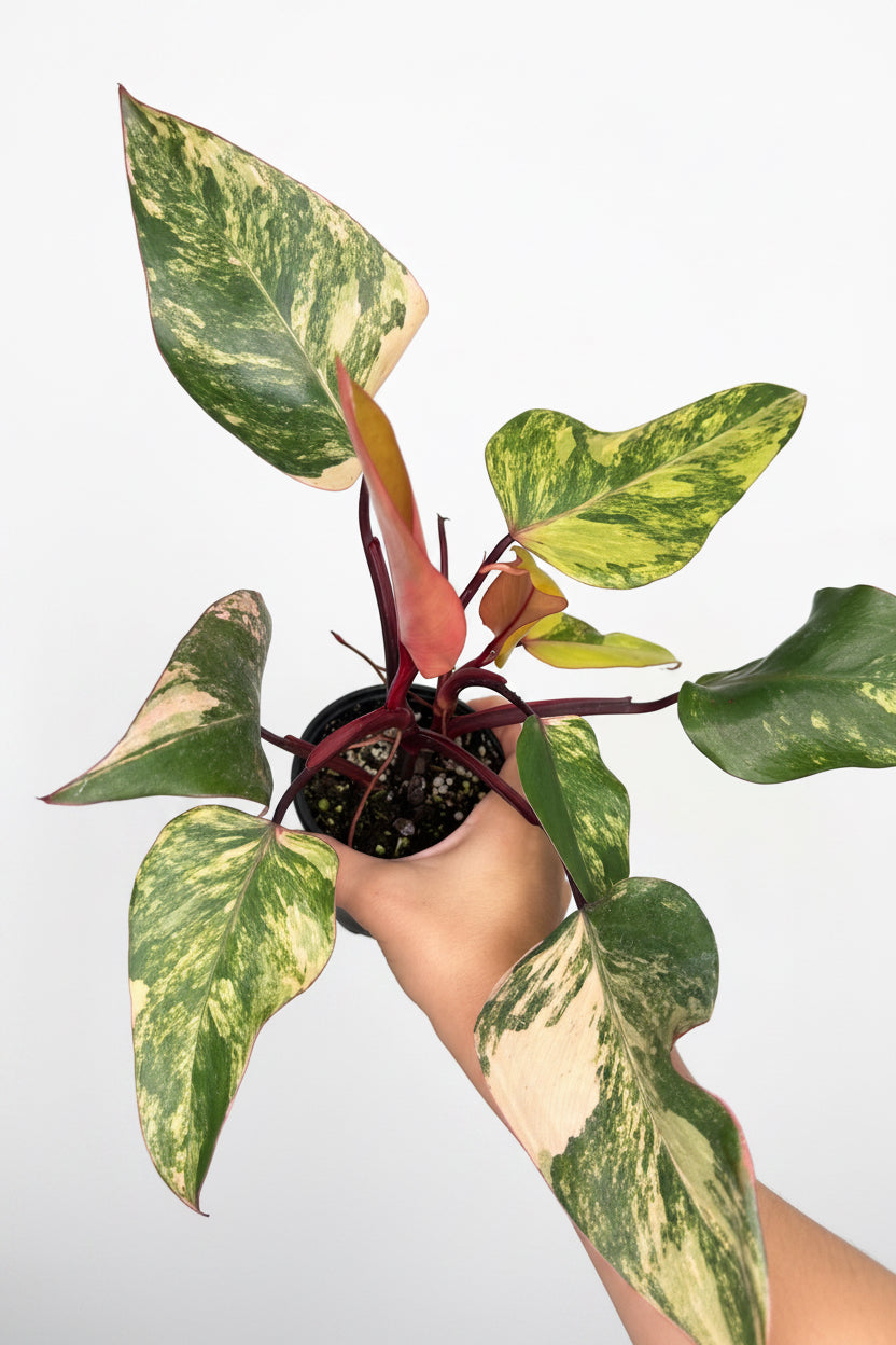 Philodendron Strawberry Shake 4”