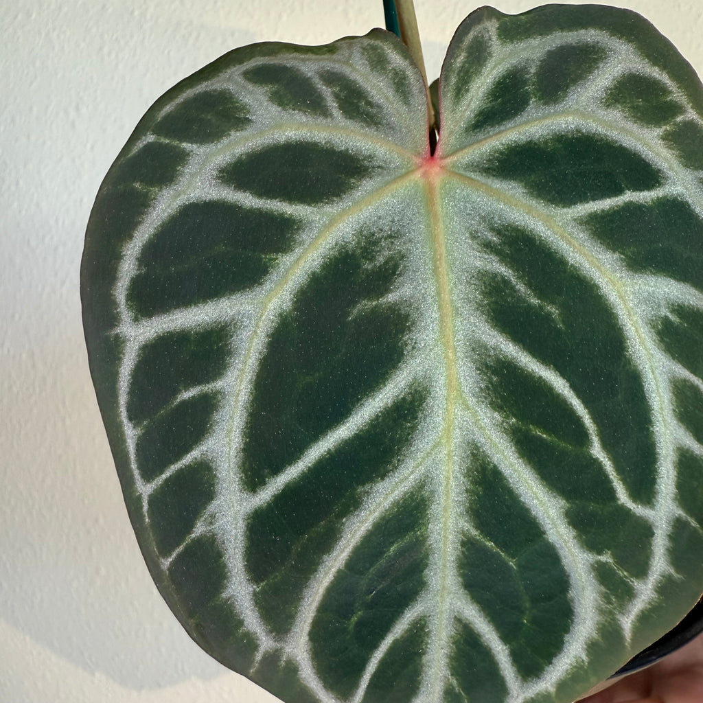 Anthurium Silver tiger x(RC X Dorayaki)4”