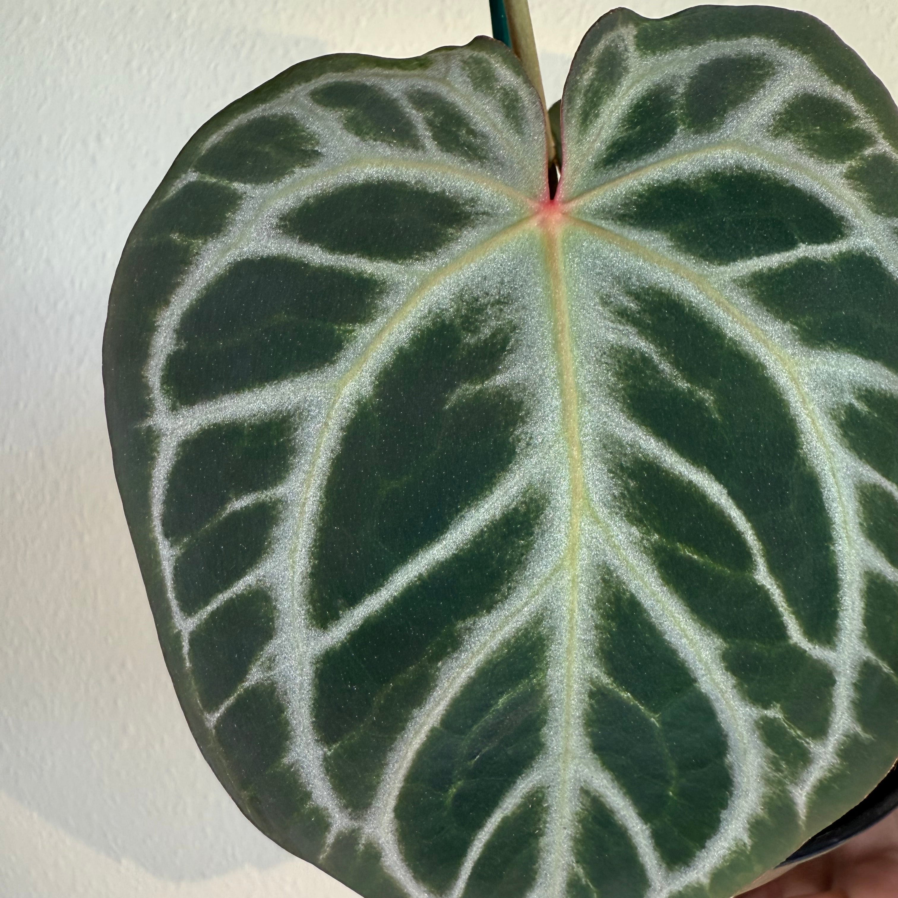 Anthurium Silver tiger x(RC X Dorayaki)4”