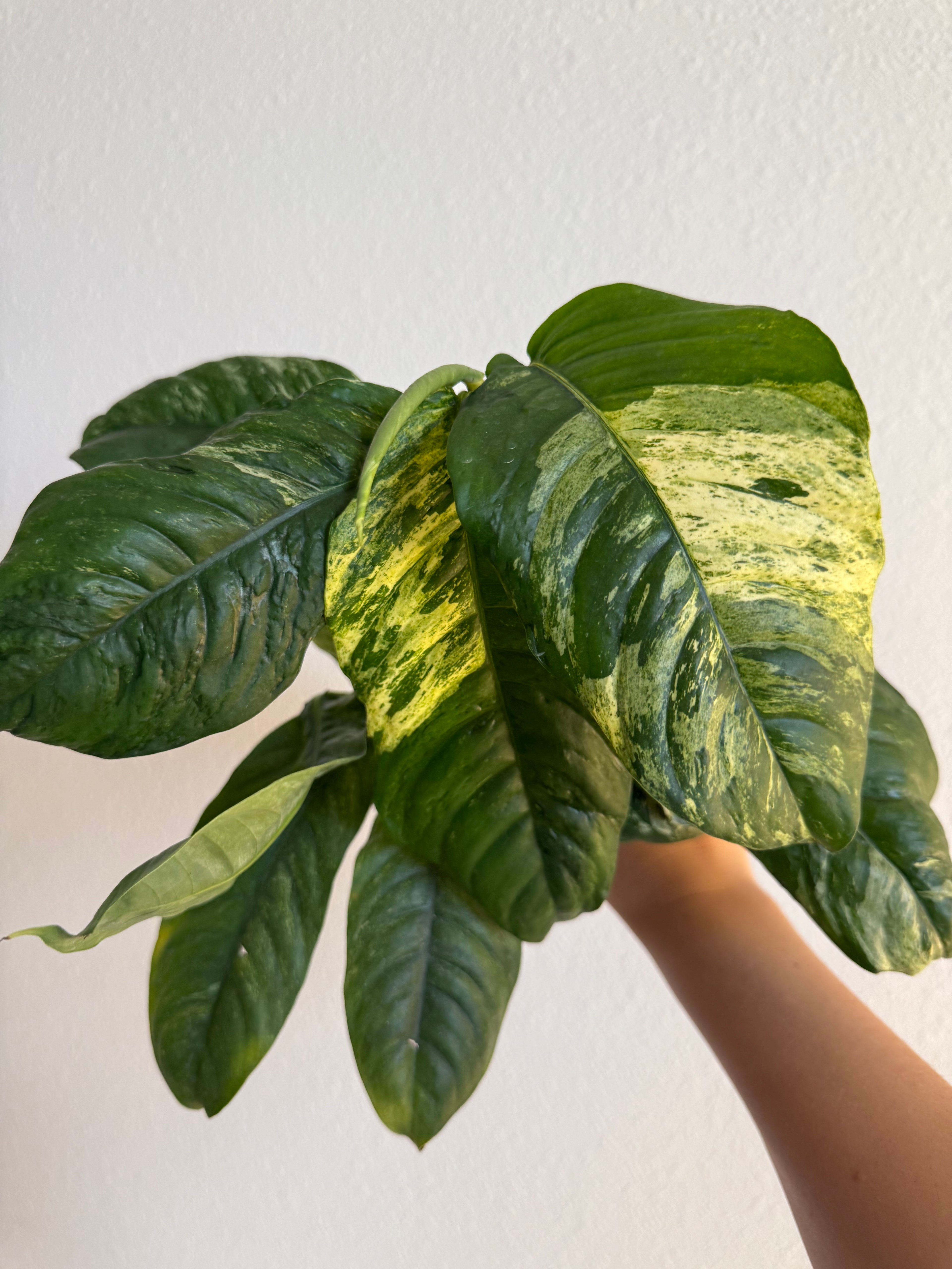 Raphidophora puberula Variegated