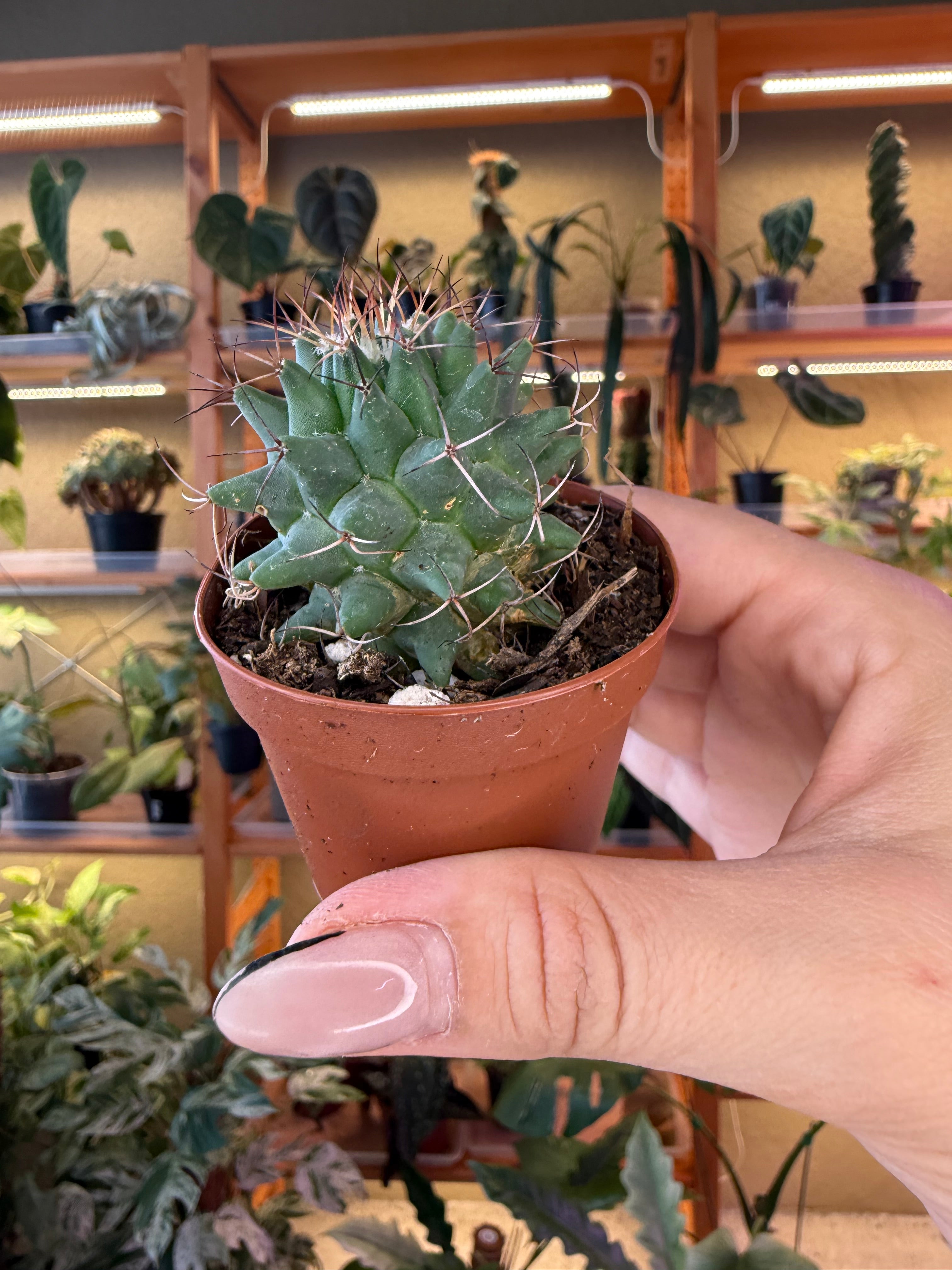 2” Assorted Cactus