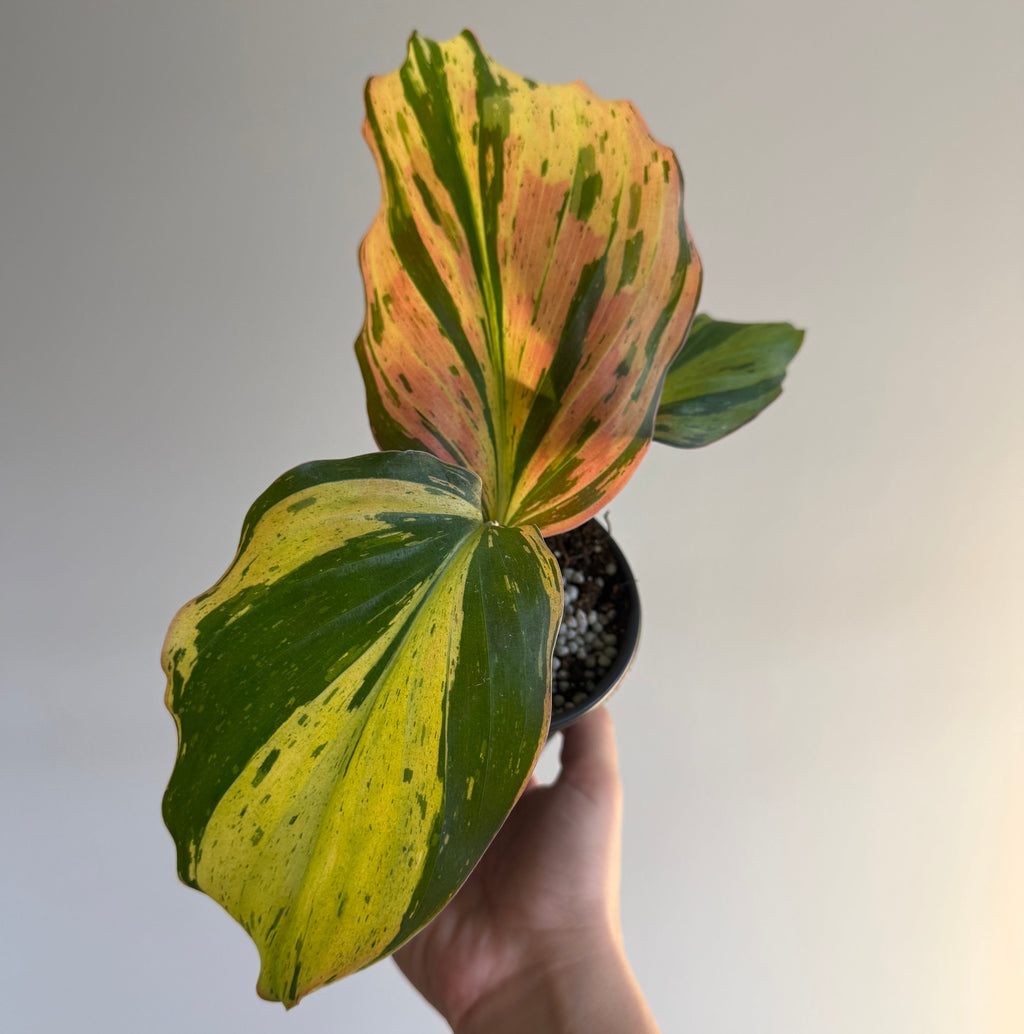 Kaempferia Marginata Variegated ( Peacock Ginger ) 4”
