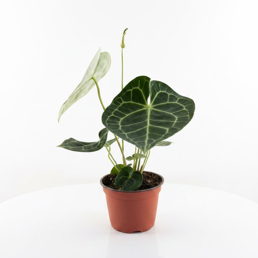 Anthurium Clarinervium 6”