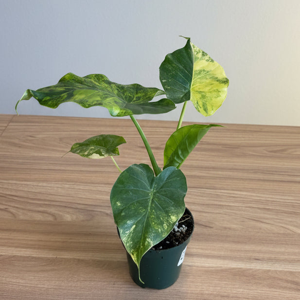 Alocasia Gageana Aurea 4”