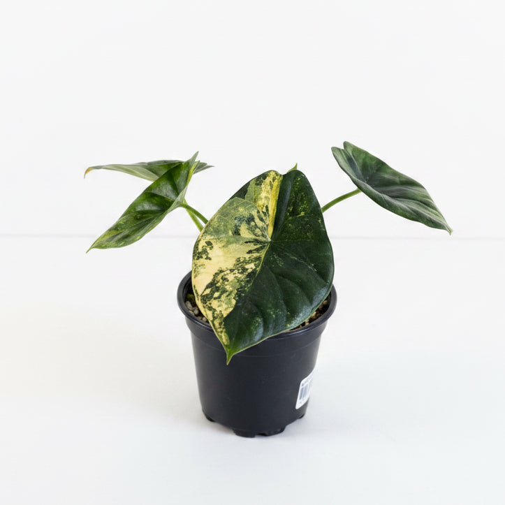 Alocasia Sinuata Aurea 4”