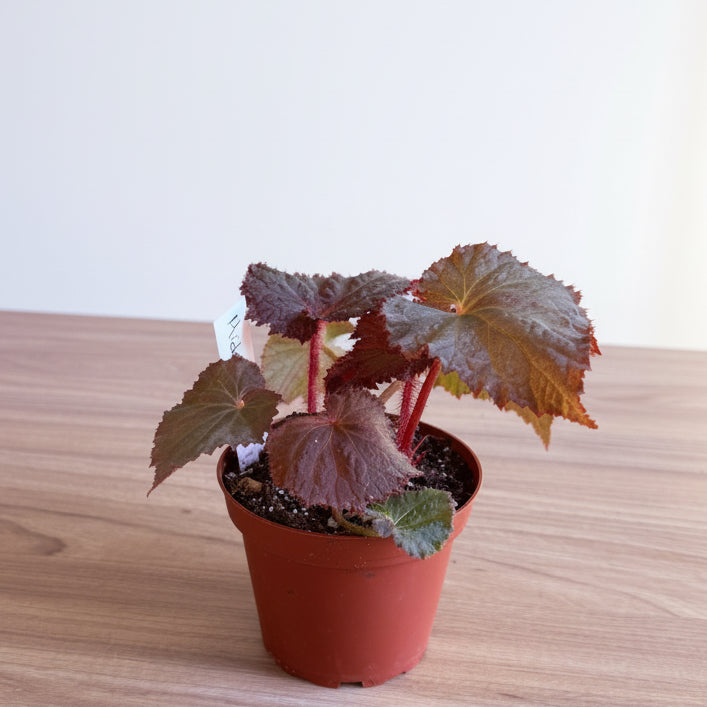 Begonia Midnight Magic 4”