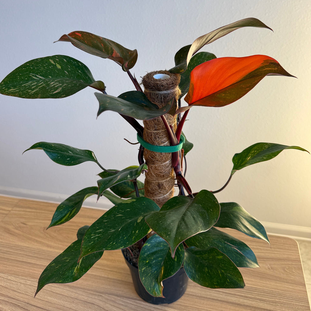 Philodendron Orange Princess 6”