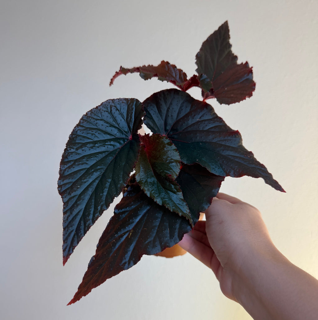 Begonia Black Magic 4”
