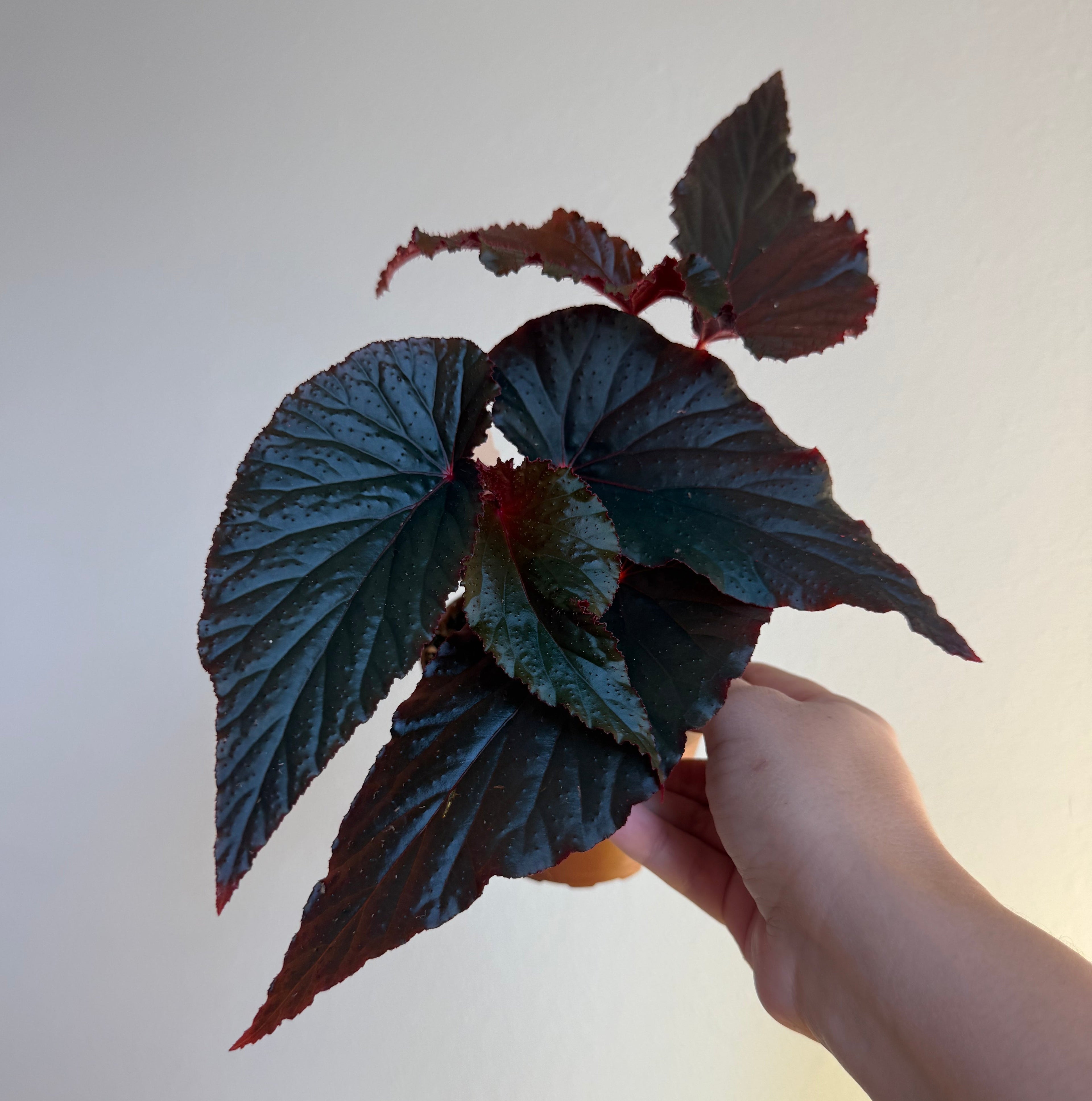 Begonia Black Magic 4”
