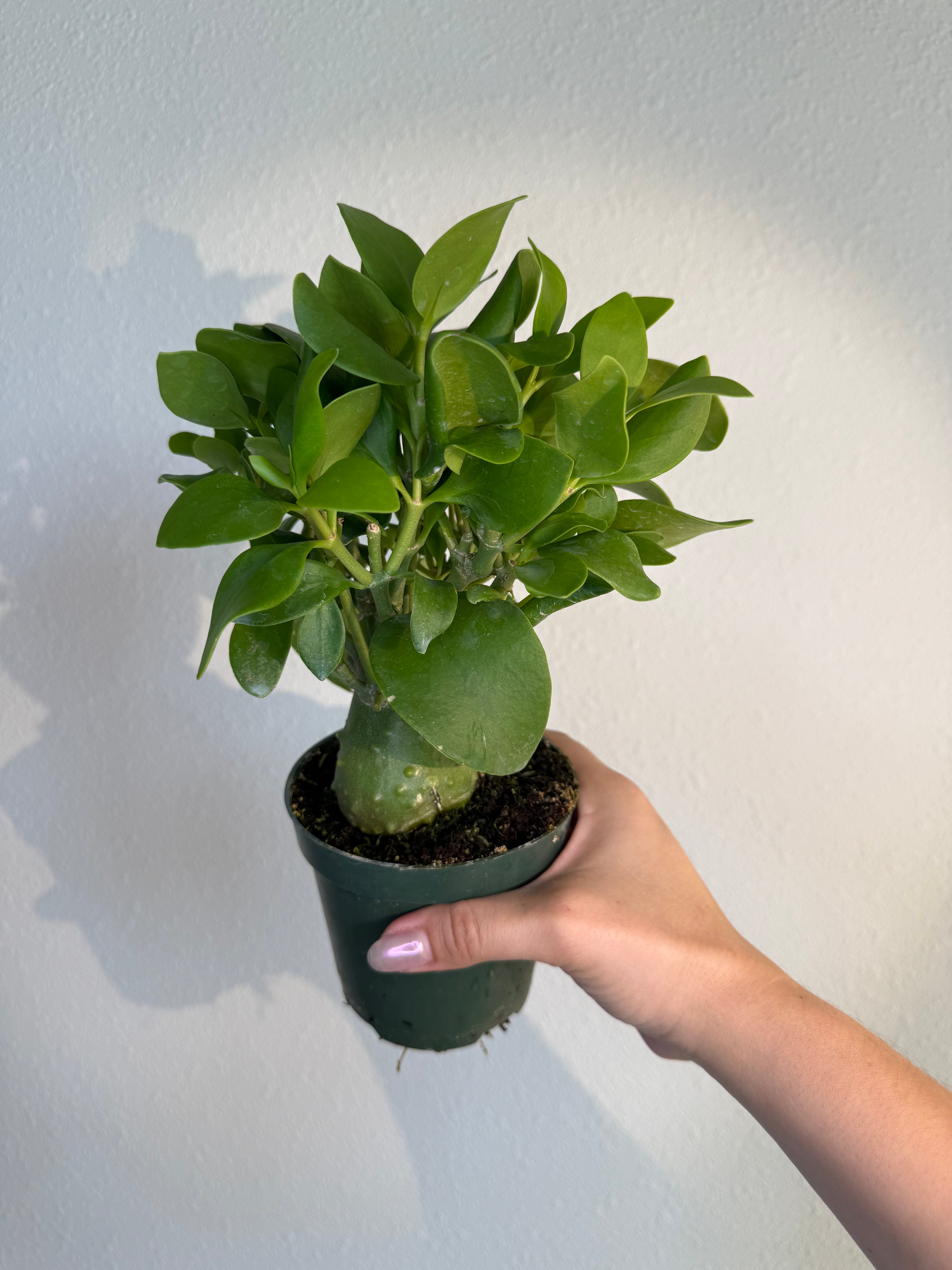 Ant Plant