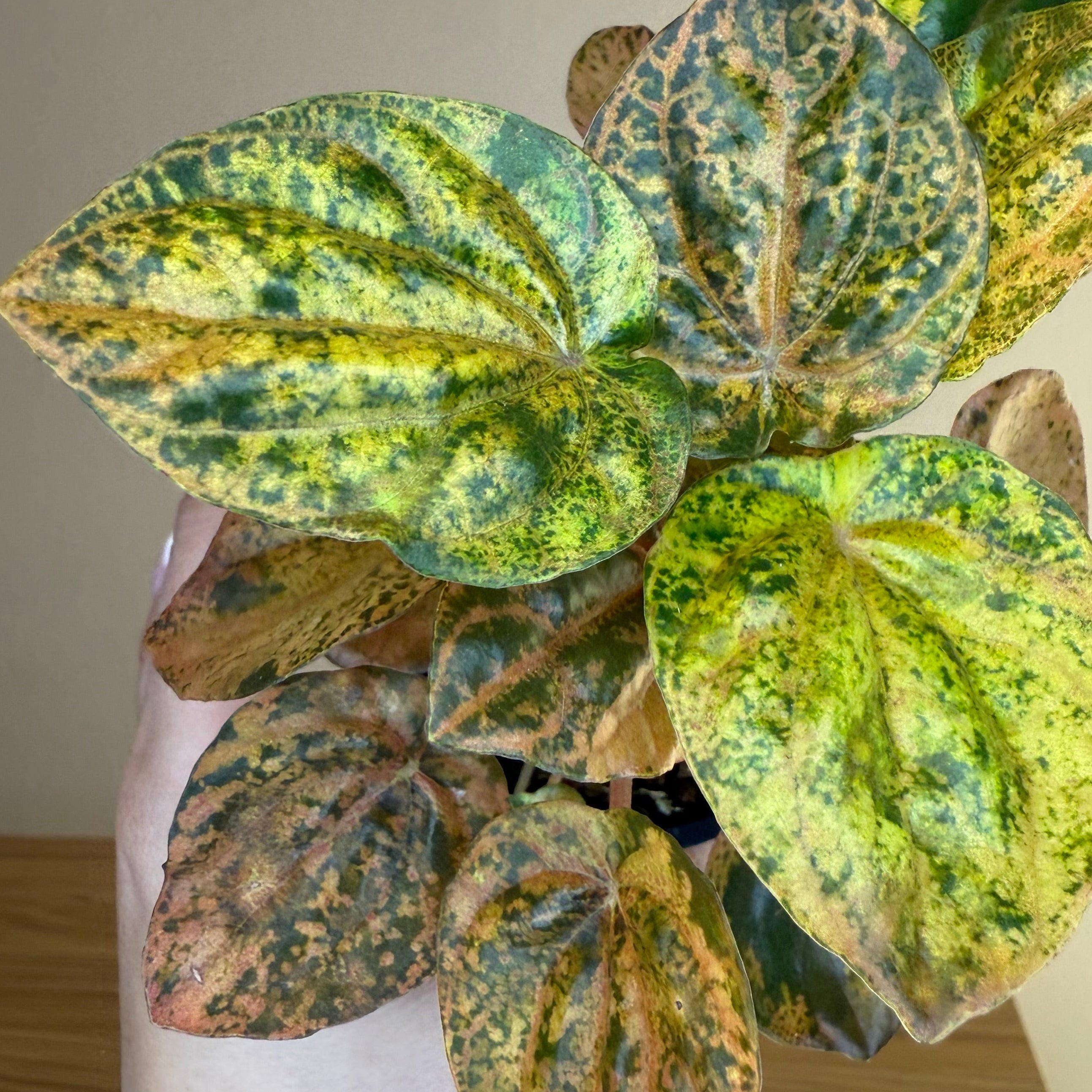 Peperomia Carnival