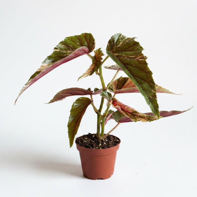 Begonia Ginny Galaxy 3”
