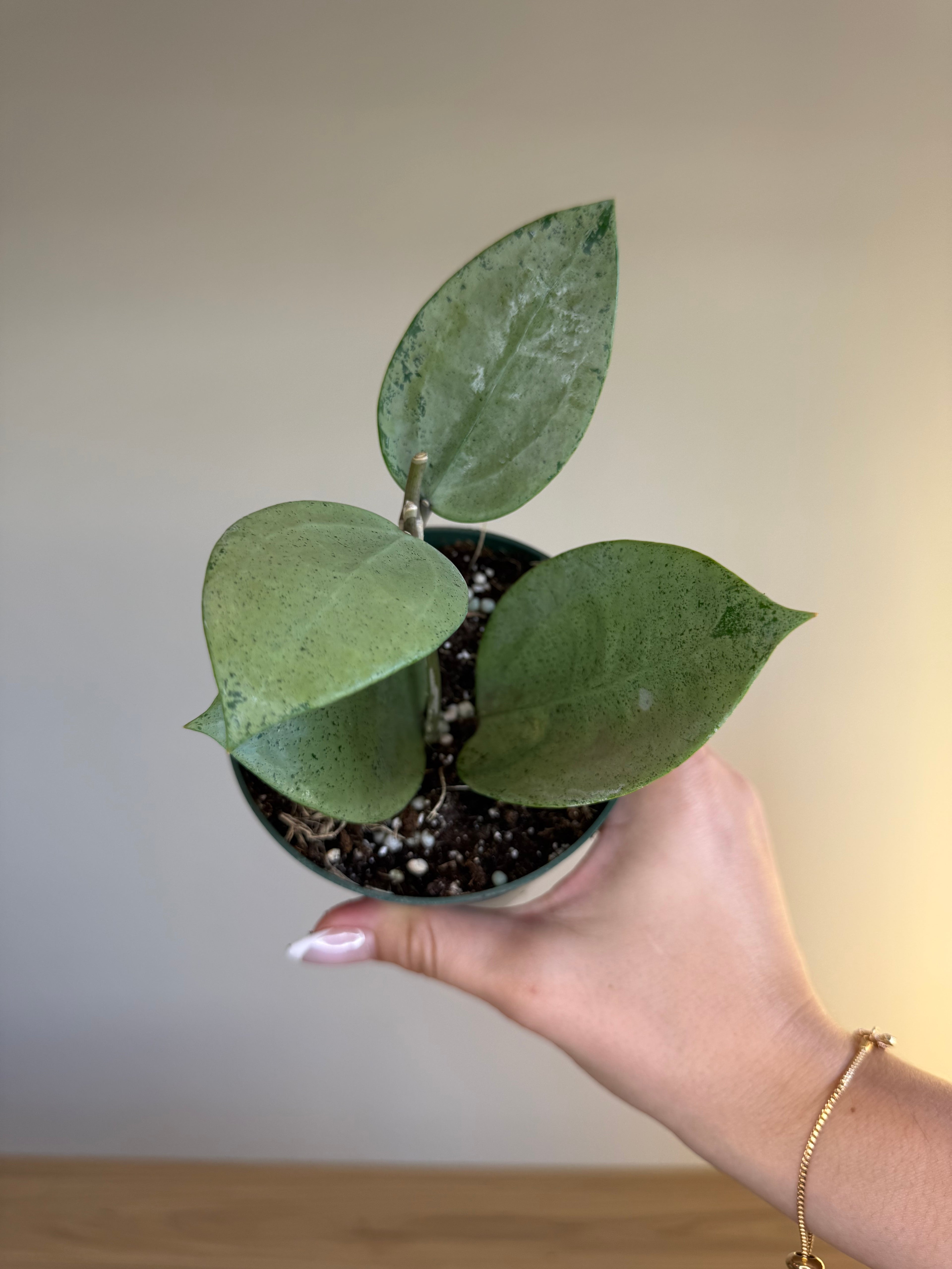 Hoya parasitica heart leaf silver 4”