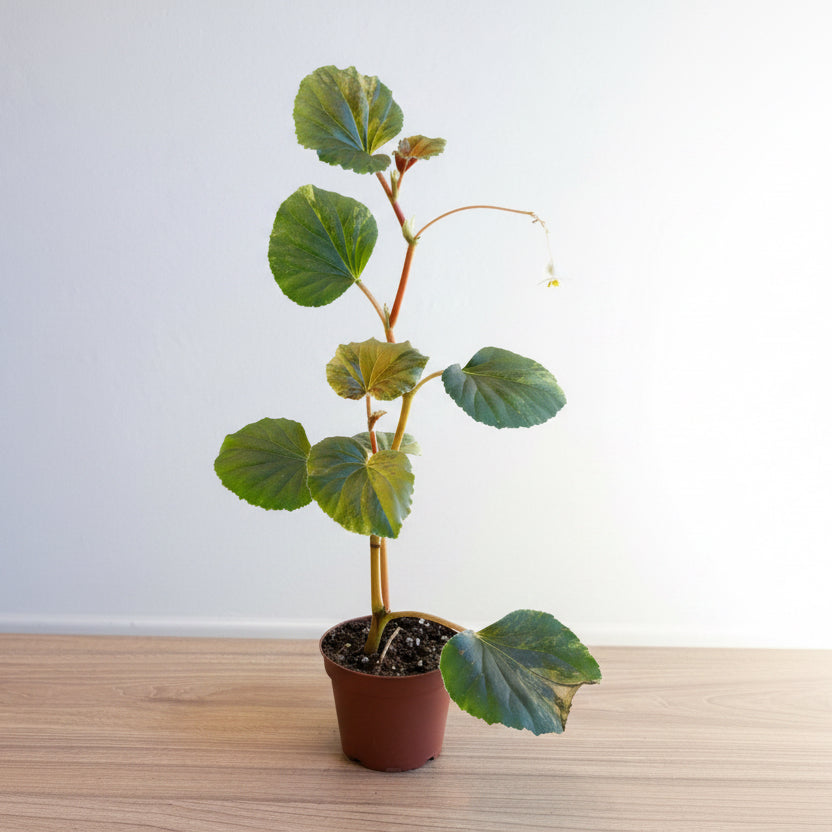Begonia cucullata Variegated 3.5”