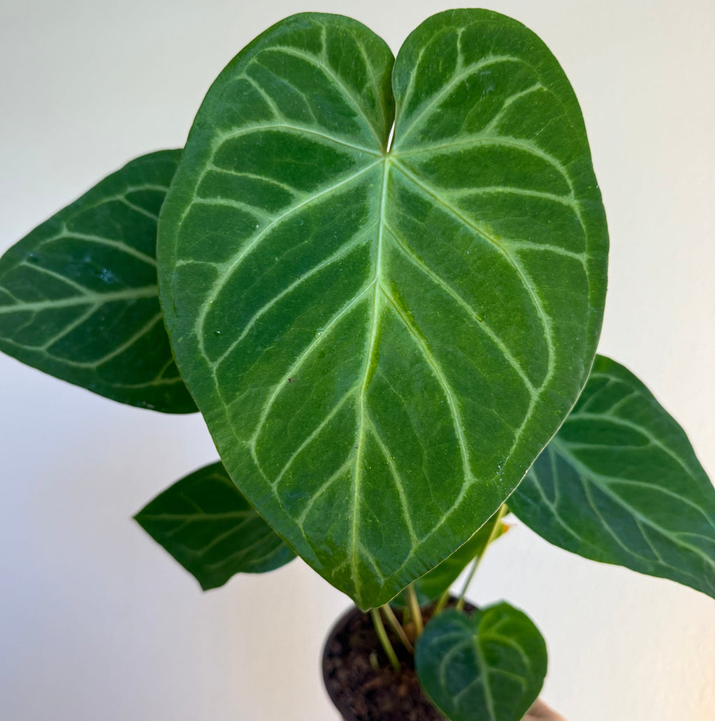 Anthurium Crystallinum × Magnificum