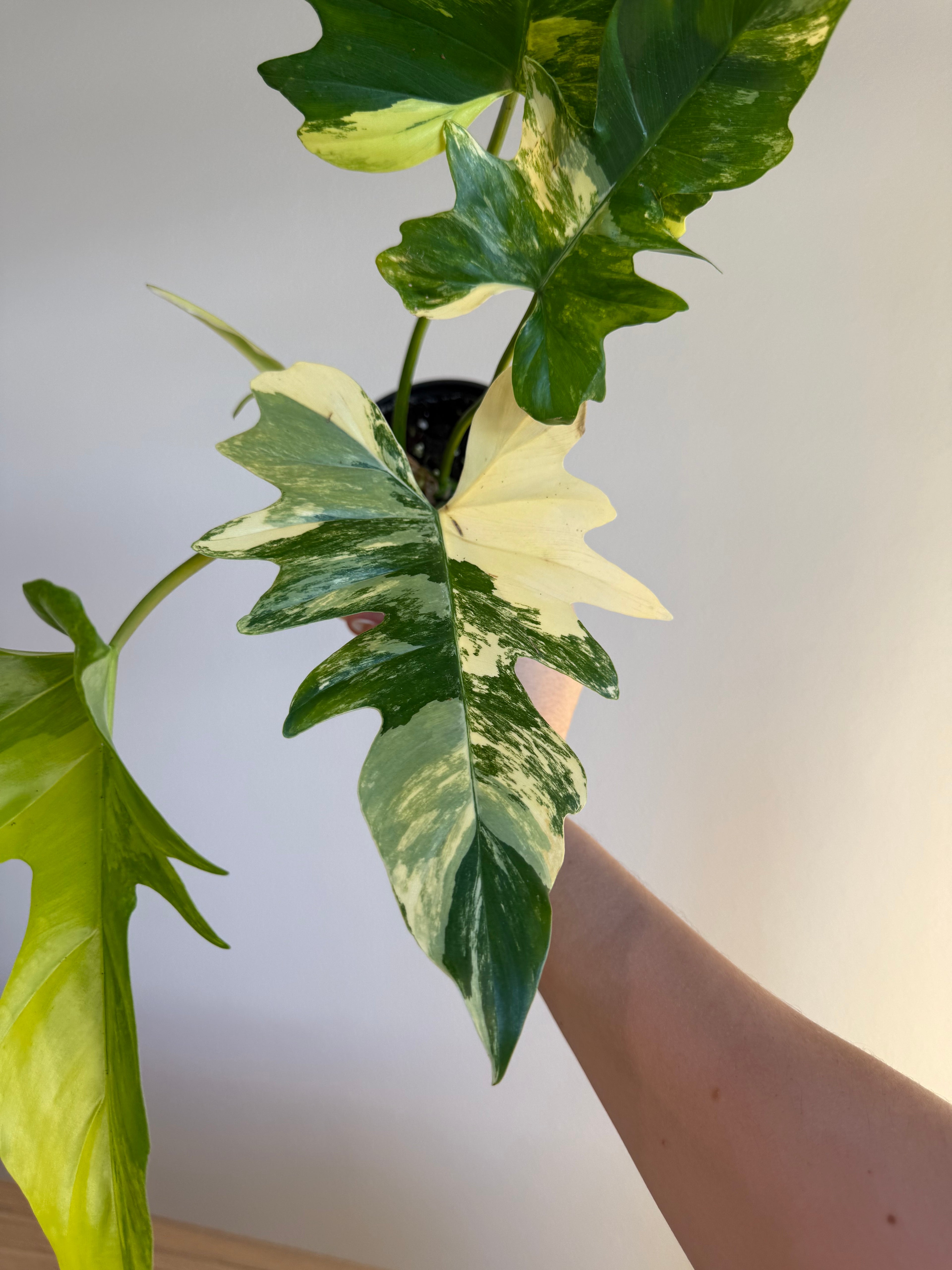 Philodendron Florida beauty x Mayoi