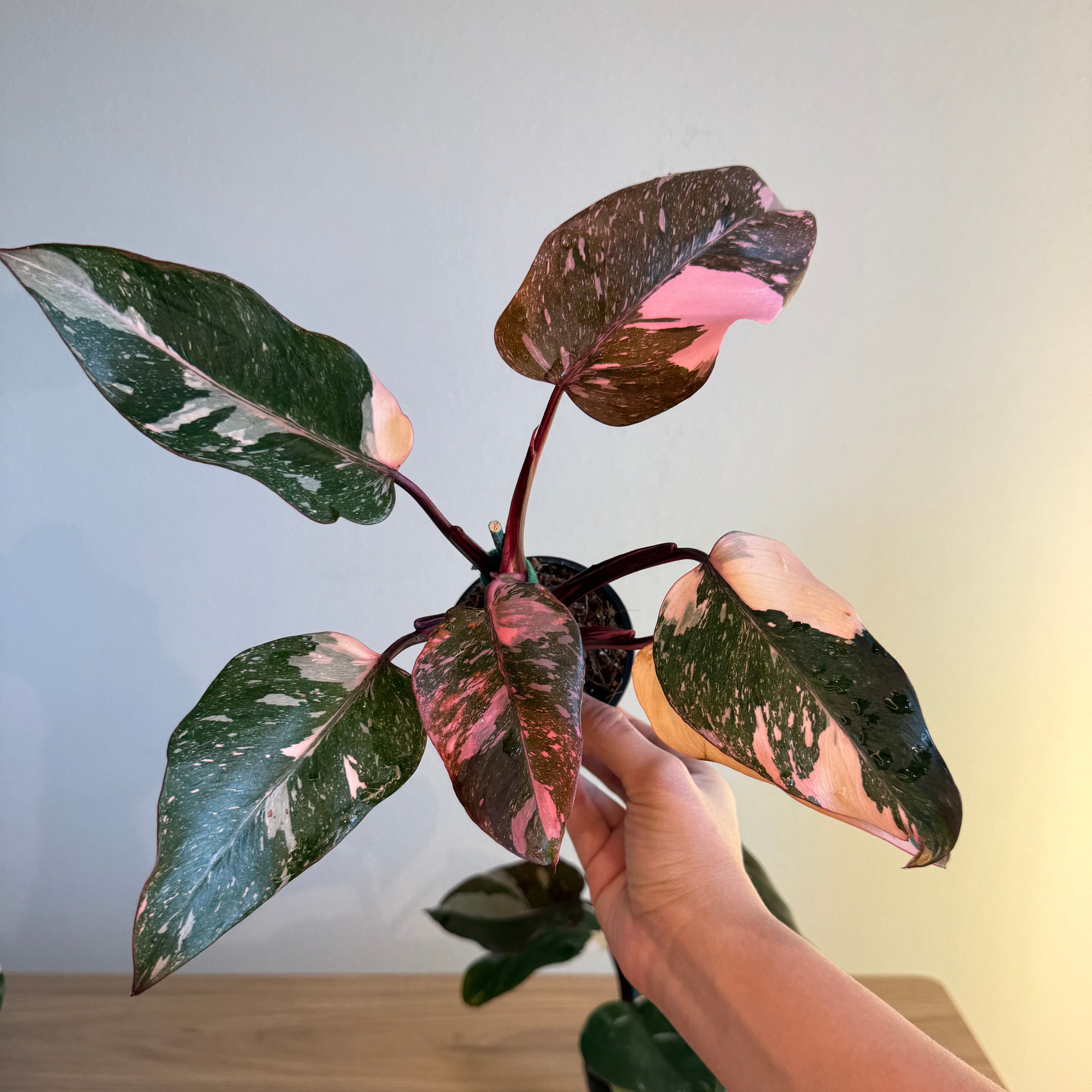 2 - Pink philodendron Bundle