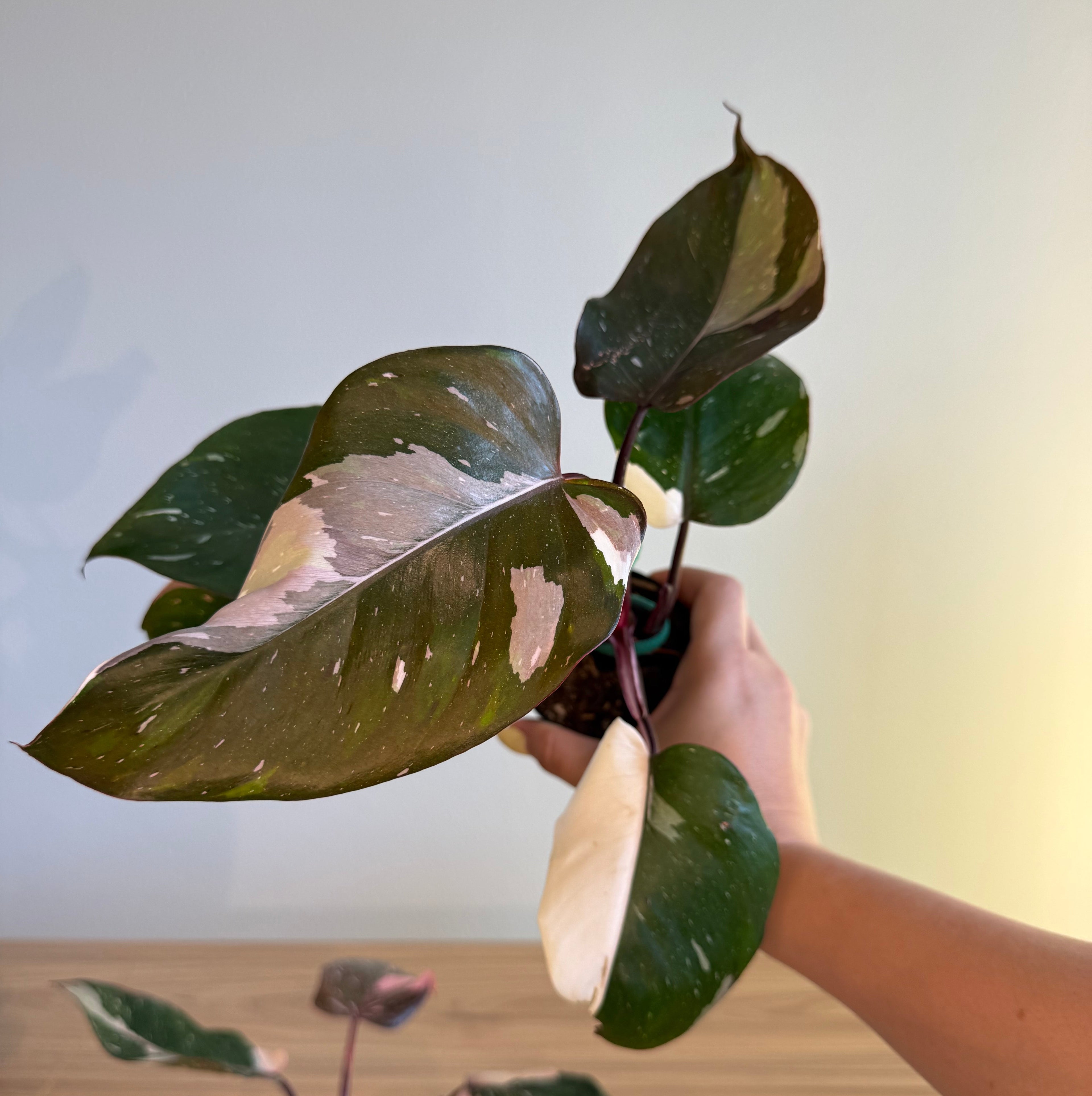 2 - Pink philodendron Bundle