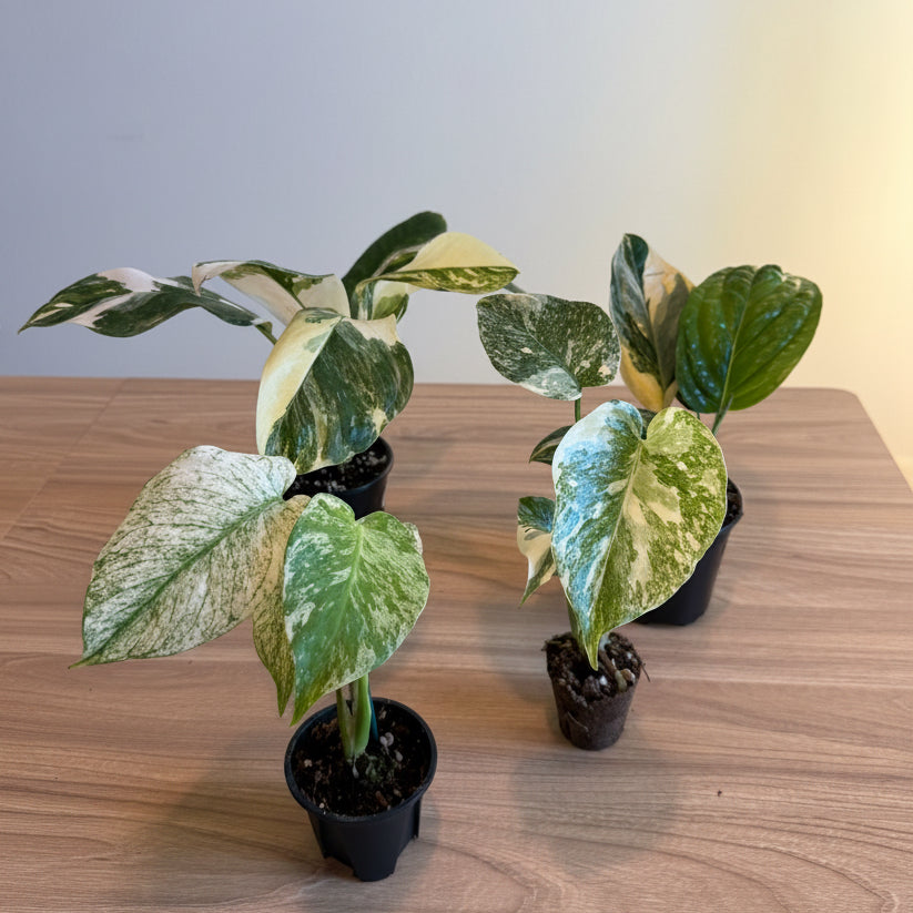 4- Variegated Monstera Bundle