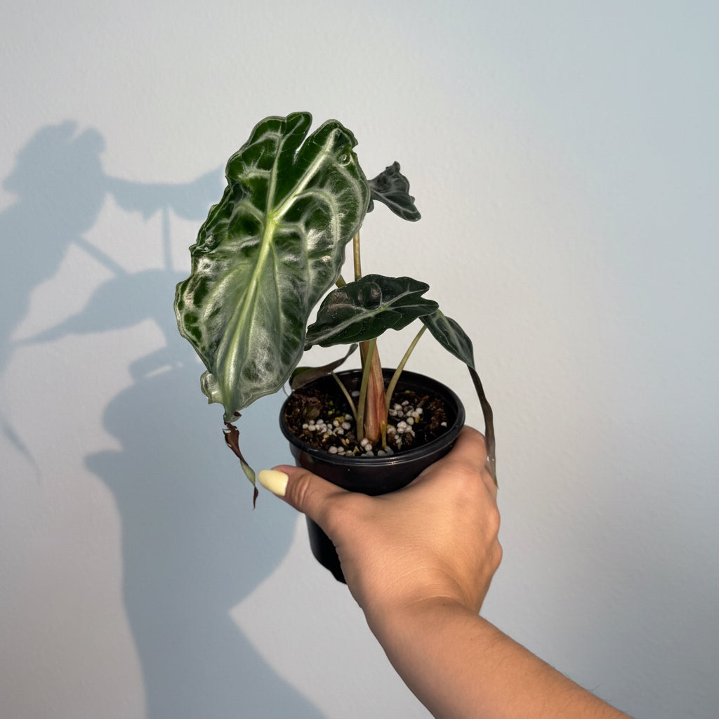 Alocasia Venom 4”