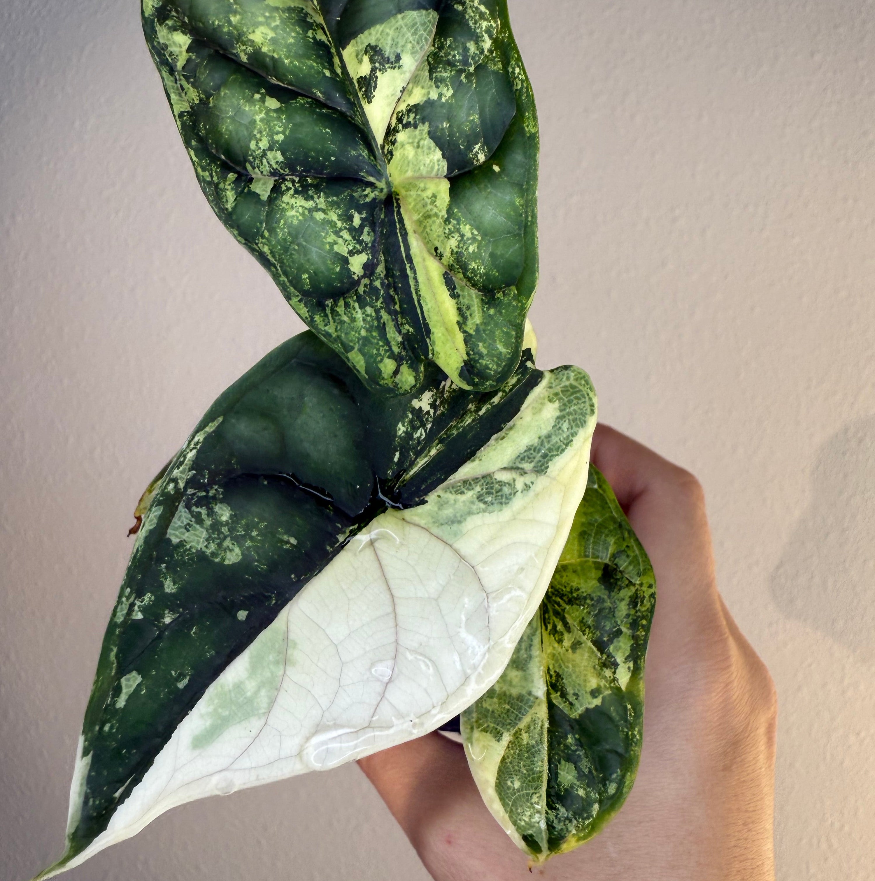 Alocasia Dragon Scale Albo