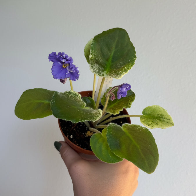 Gesneriad Collection 4” - 3 Plants Bundle