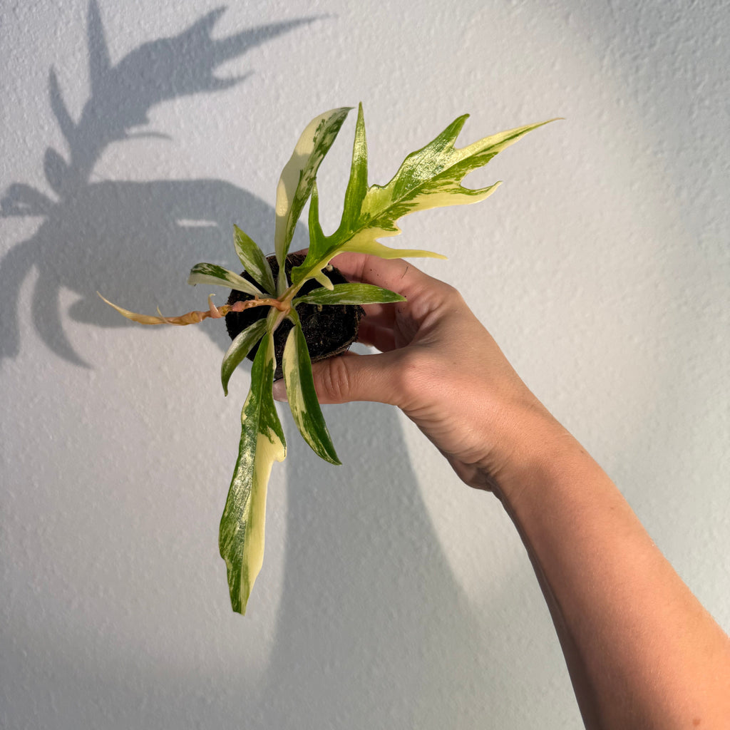 Philodendron Tortum Var