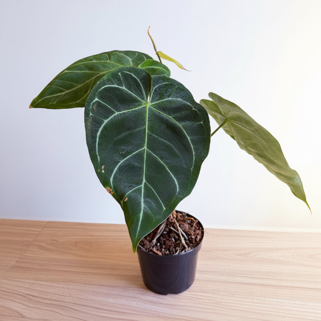 Anthurium Crystallinum Hybrid 6”
