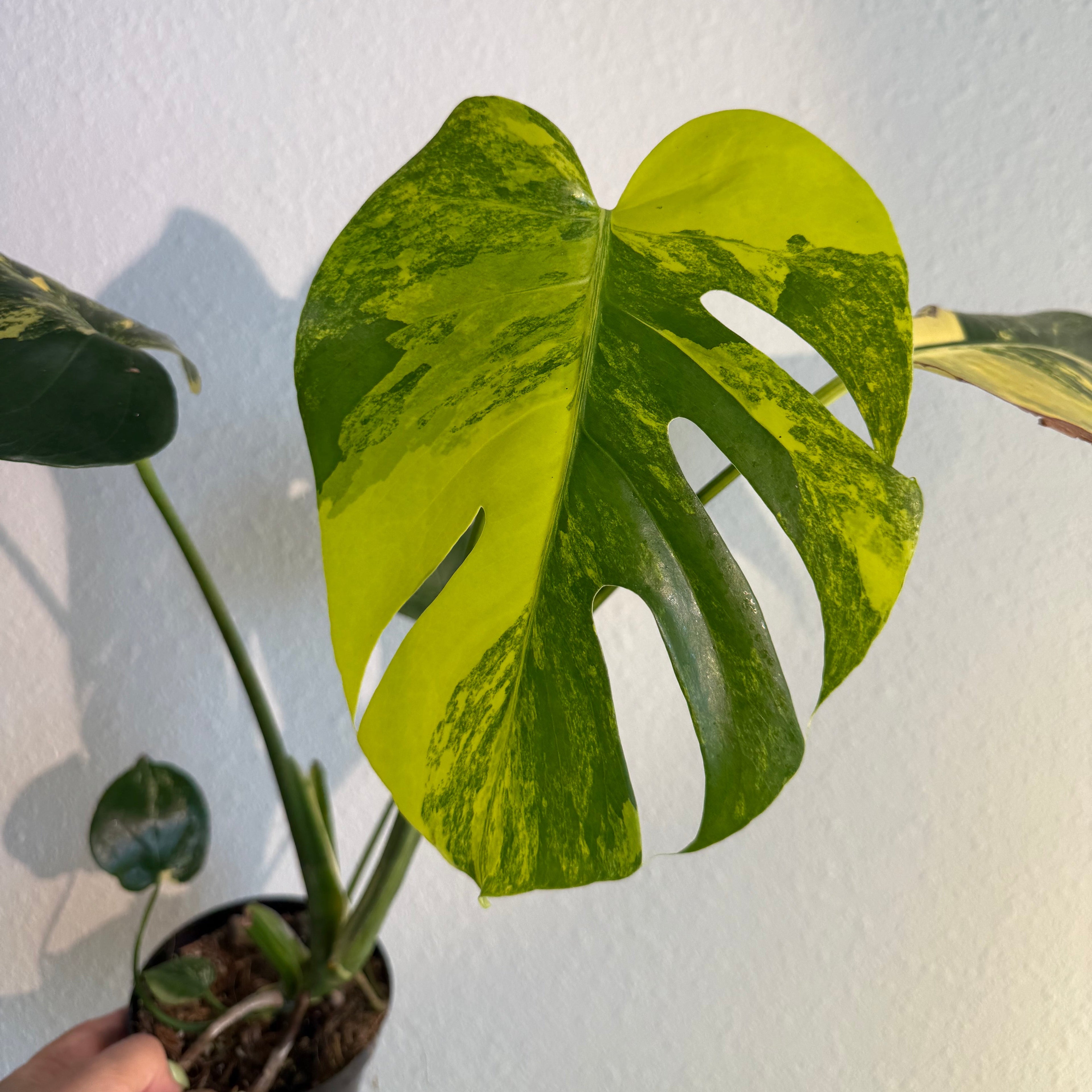Monstera Yellow Marilyn