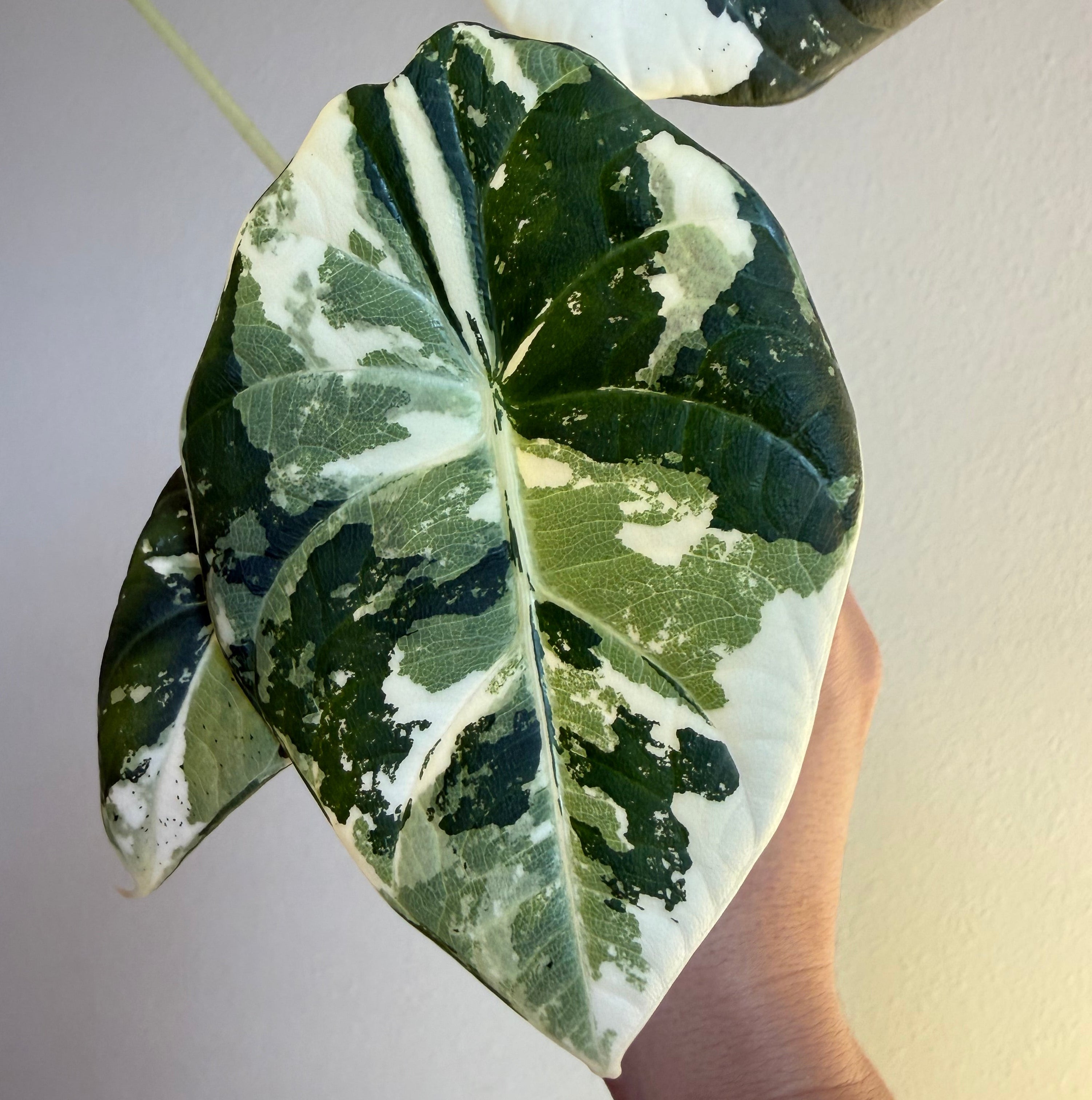 Alocasia Maharaní Albo 3”