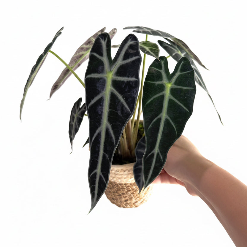 Alocasia Beginner’s Collection