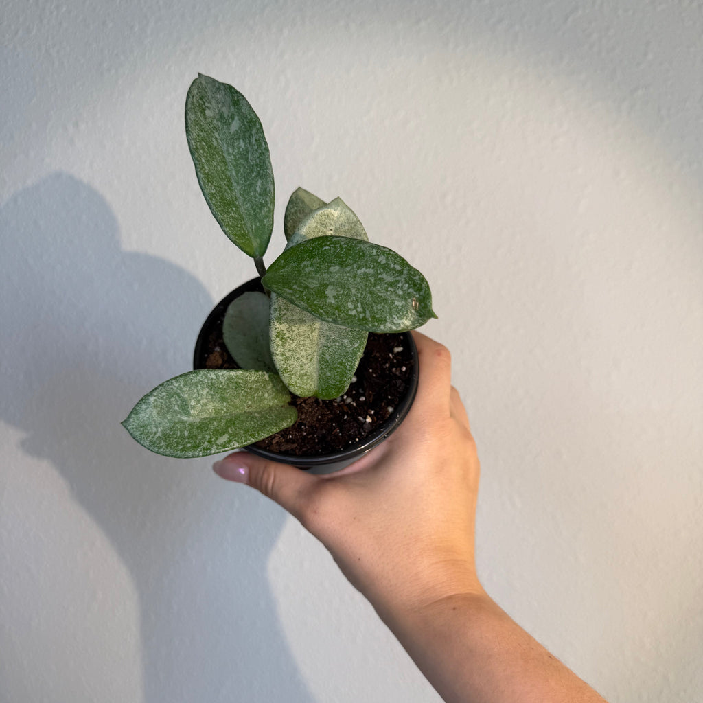 Hoya Nova ghost