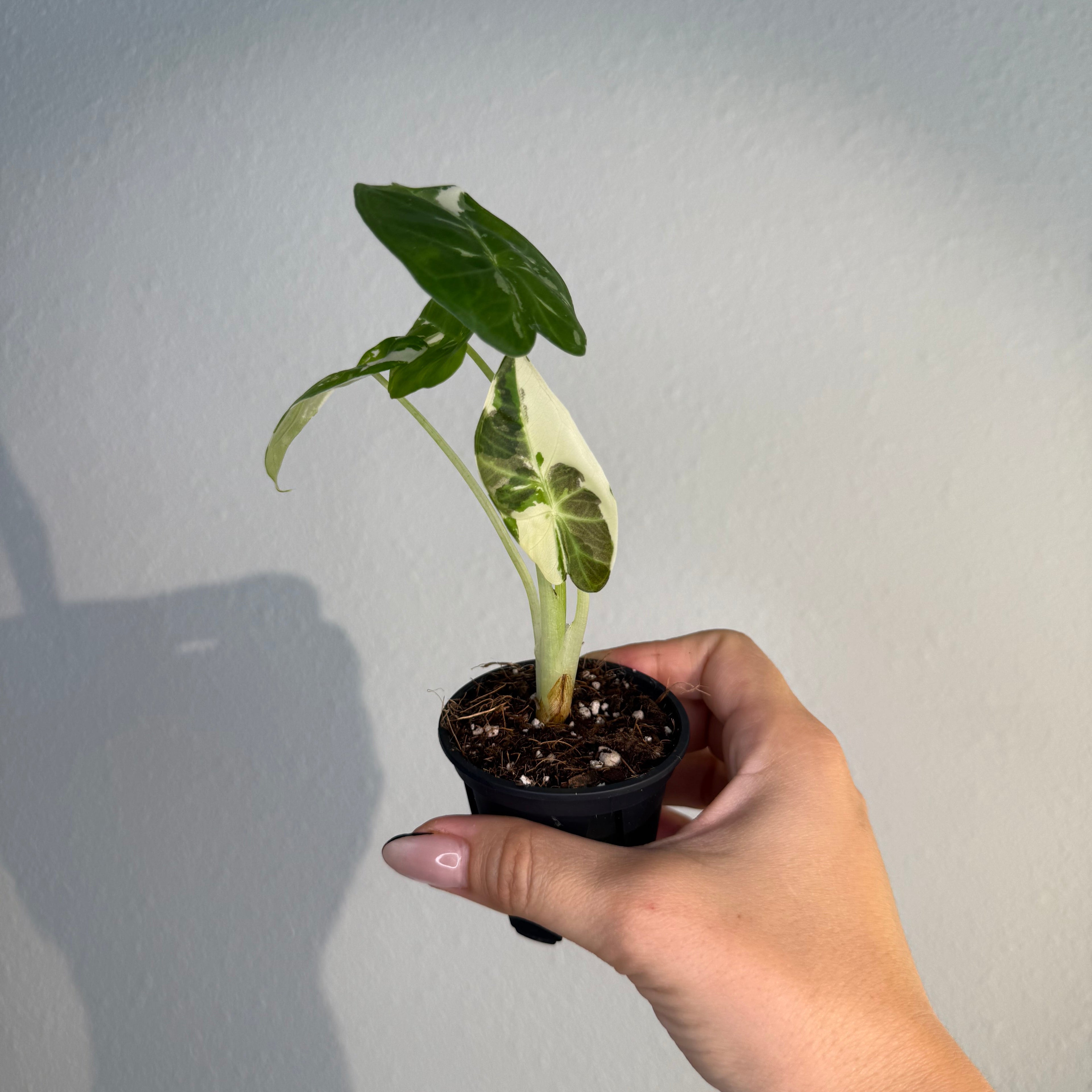 Alocasia Regal Shield Albo