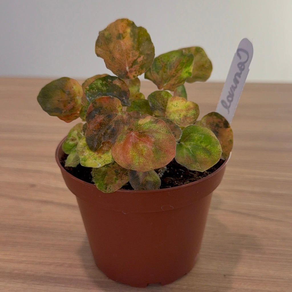 Peperomia Carnival