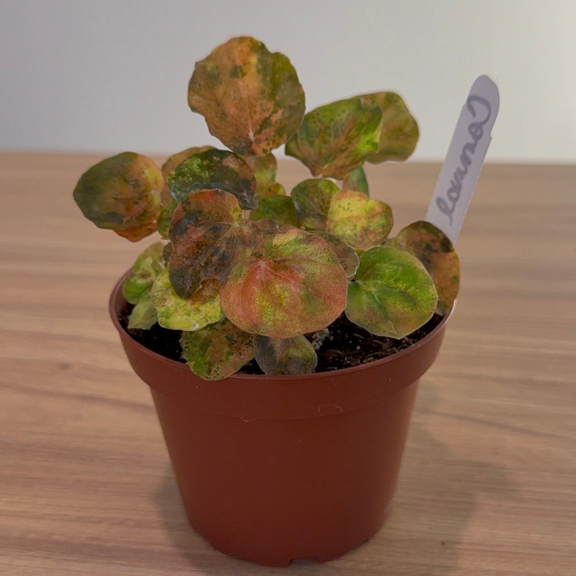 Peperomia Carnival