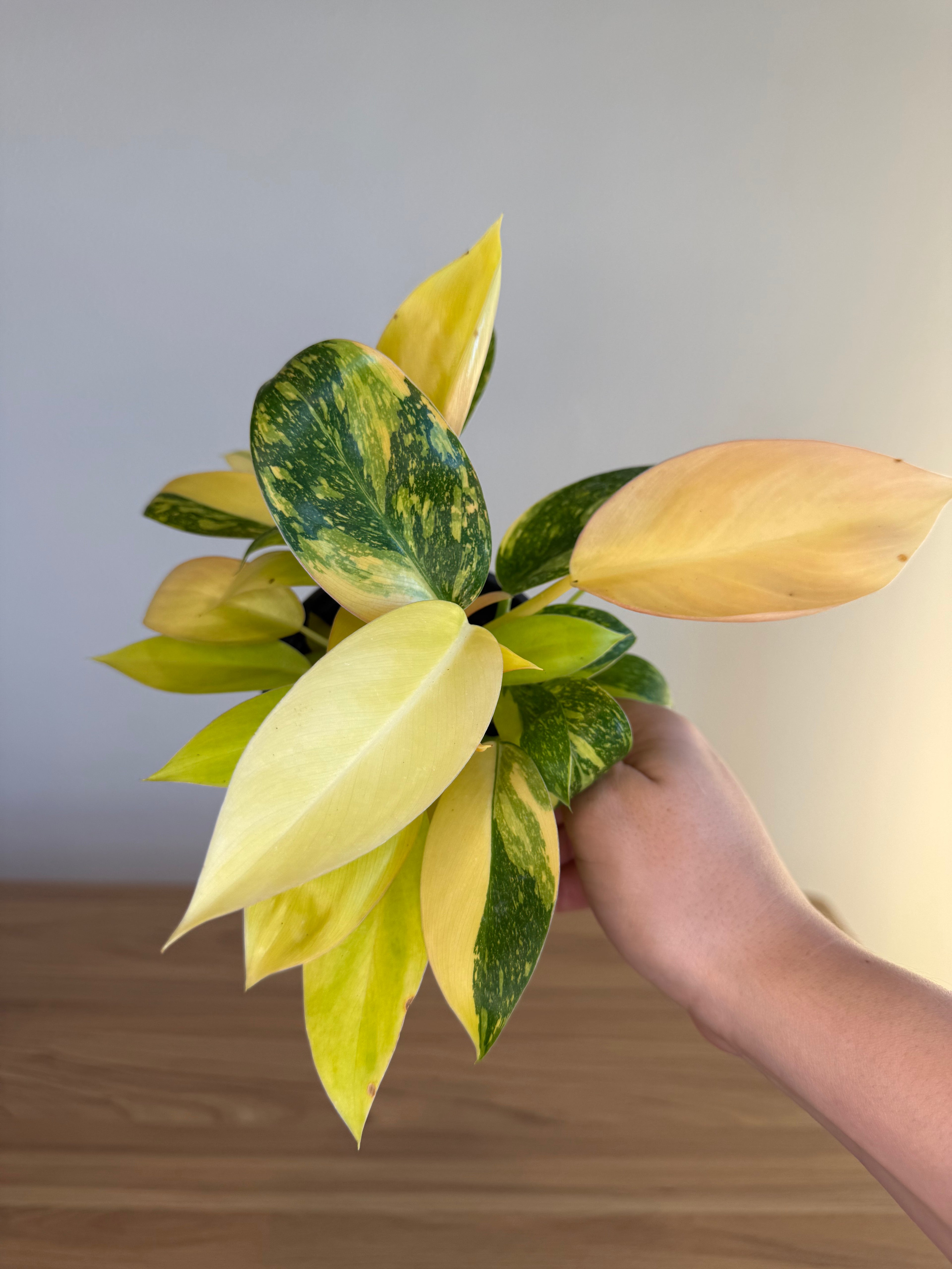 Philodendron Congo Nuclear