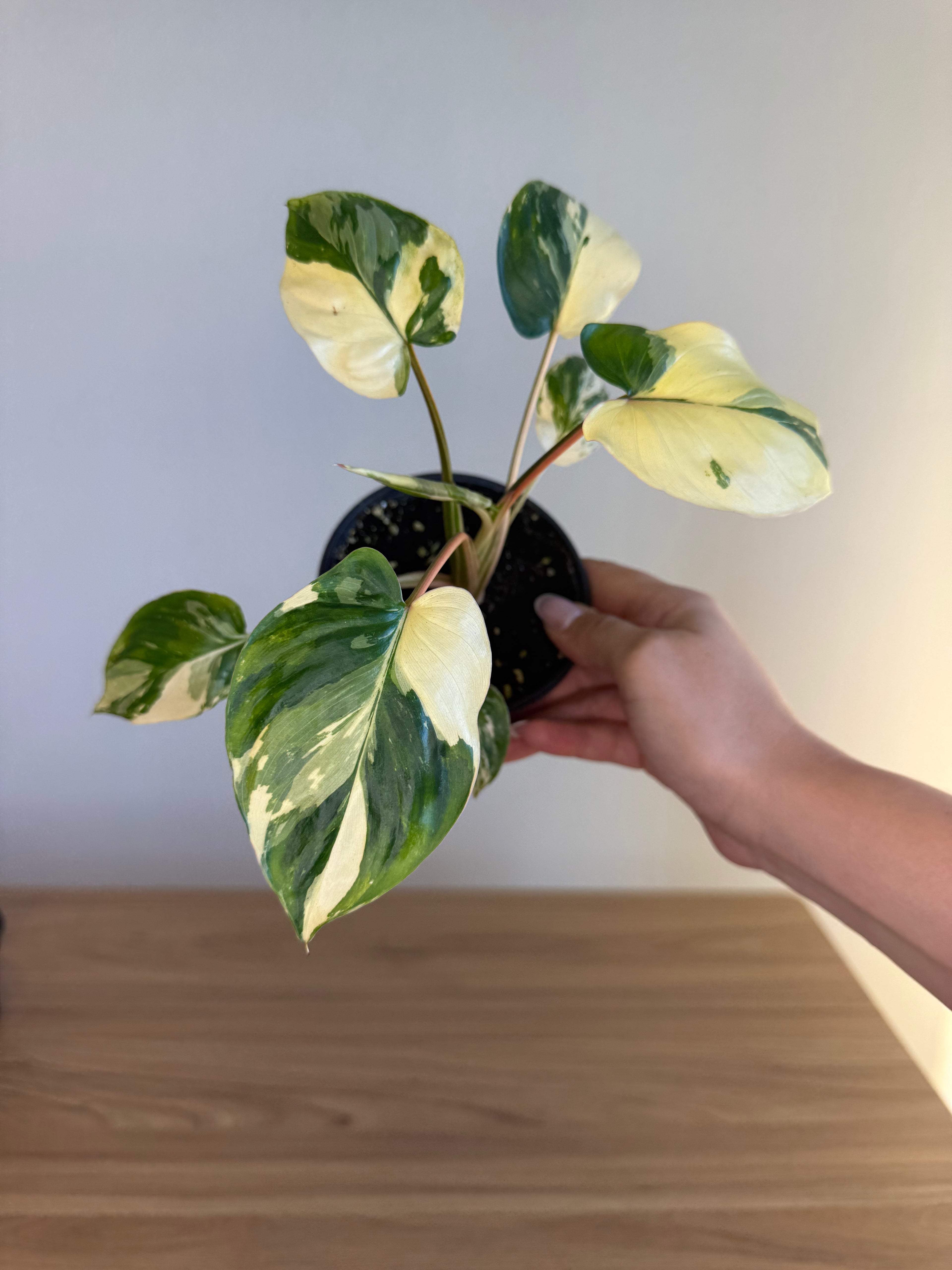 Hamalomena Snow White Var