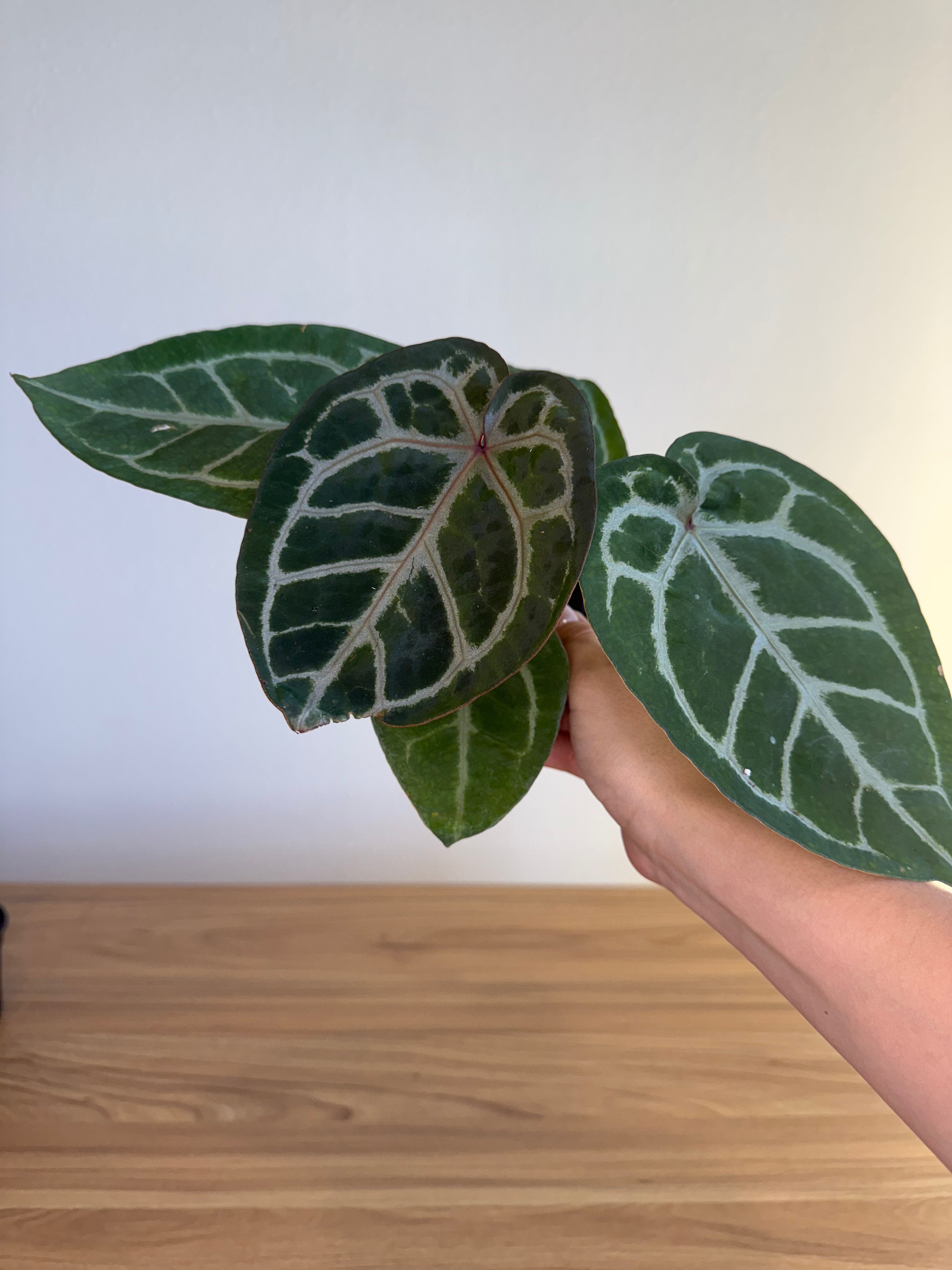 Anthurium Michelle x black velvet