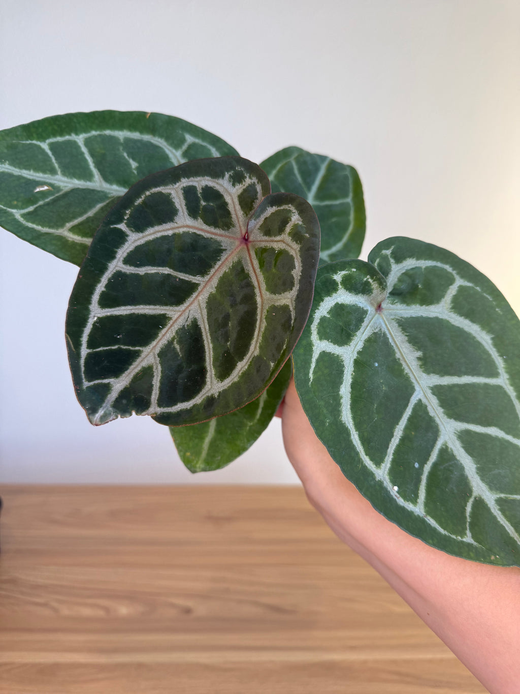 Anthurium Michelle x black velvet